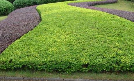 一月對樹木的綠化養(yǎng)護(hù)工作，要注意這4點(diǎn)！