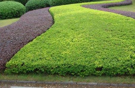 城市行道以及沿街綠地等地方的綠化養(yǎng)護要怎么做？